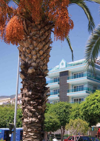 Комплекс на первой линии от пляжа Клеопатры в центре Аланьи фото 4