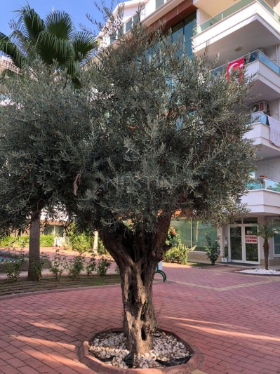 Квартира 3+1 с видом на горную реку в Кестеле фото 10