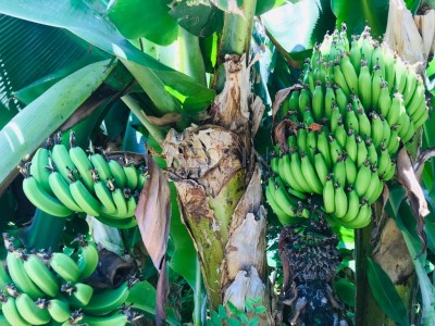 Вилла 2+1 в районе Кестель в 100 м от моря фото 26